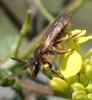 Andrena propinqua